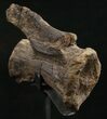 Diplodocus Caudal Vertebra - Dana Quarry #10144-4